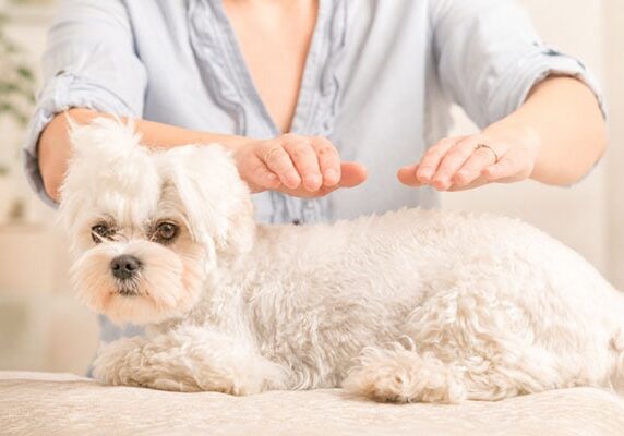 Animal healing therapy for pets and animal wellbeing